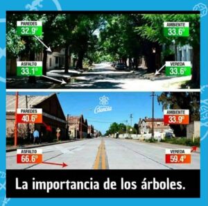 importancia de arboles en 
Biofilia Constructiva 