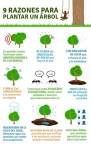 razones para plantear un arbol